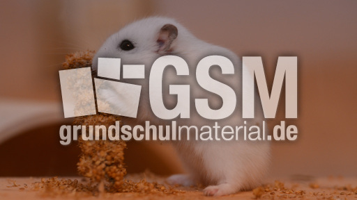 Dsungarischer_Zwerghamster (15).JPG